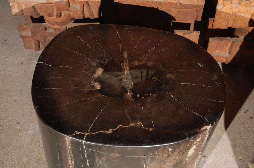 Petrified Wood Stump 4